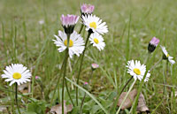 Gnseblmchen